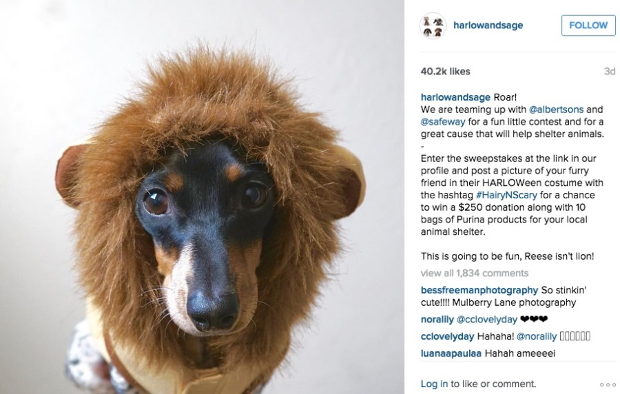 Harlow and Sage on Instagram