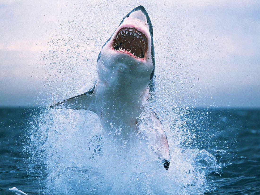 Shark breaching