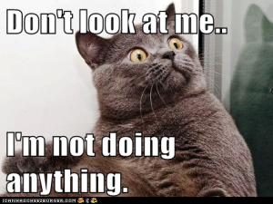 cat social media