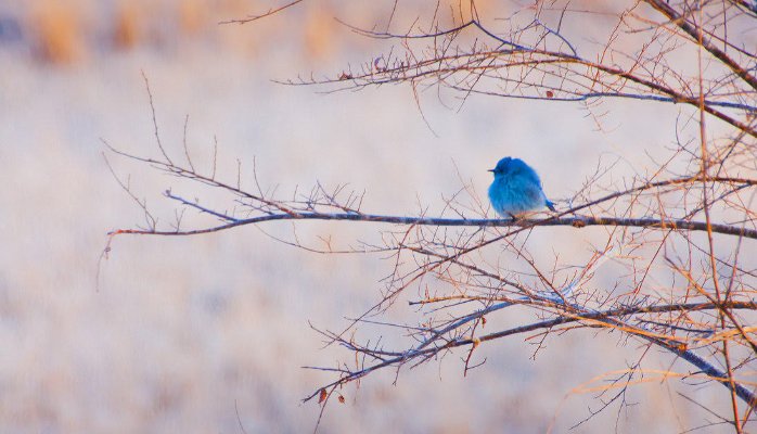BlueBird_2.jpg