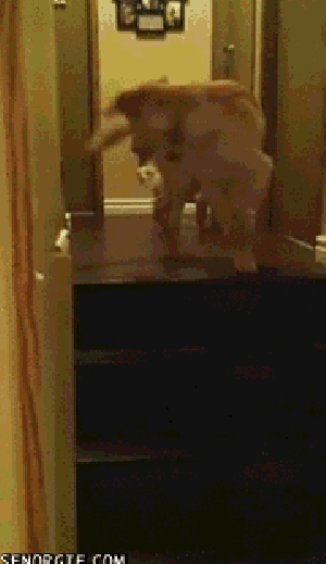dog puppy teaching cute gif