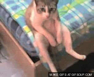 cat sitting on bed gif