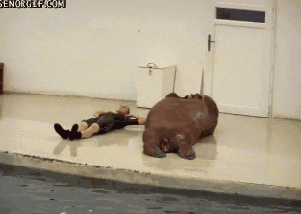 sit ups walrus trainer gif