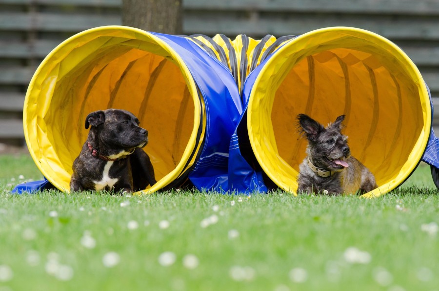 two-dogs-in-the-tunnel-750598_1920