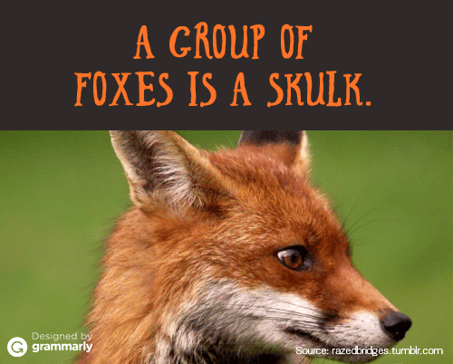 A skulk of foxes GIF