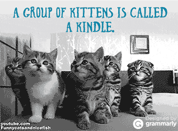 A kindle of kittens GIF