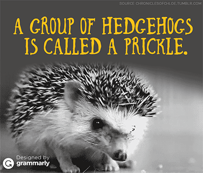A prickle of hedgehogs GIF