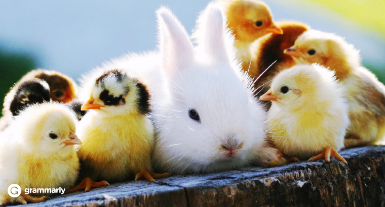 9 Adorable Animal Collective Nouns - Business 2 Community 9 Adorable Animal Collective Nouns - Business 2 Community