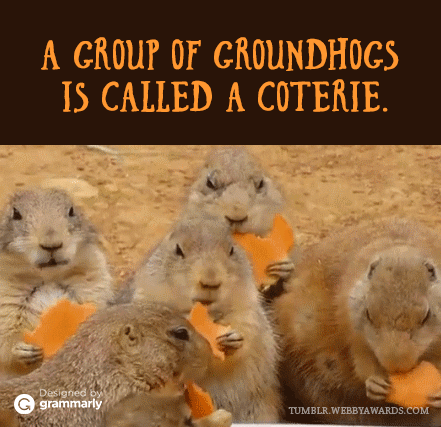 Coterie of groundhogs GIF