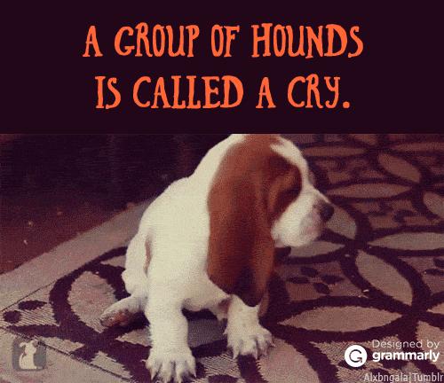 A cry of hounds GIF