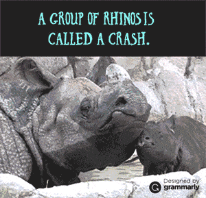 Crash of rhinos GIF