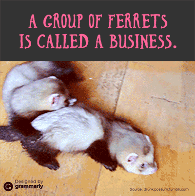 Business of ferrets GIF