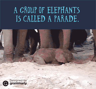 A parade of elephants GIF