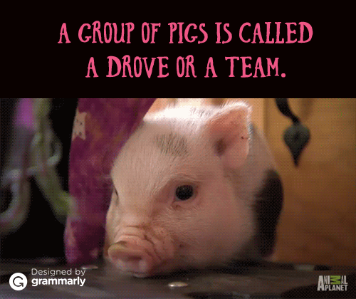 Team of pigs GIF