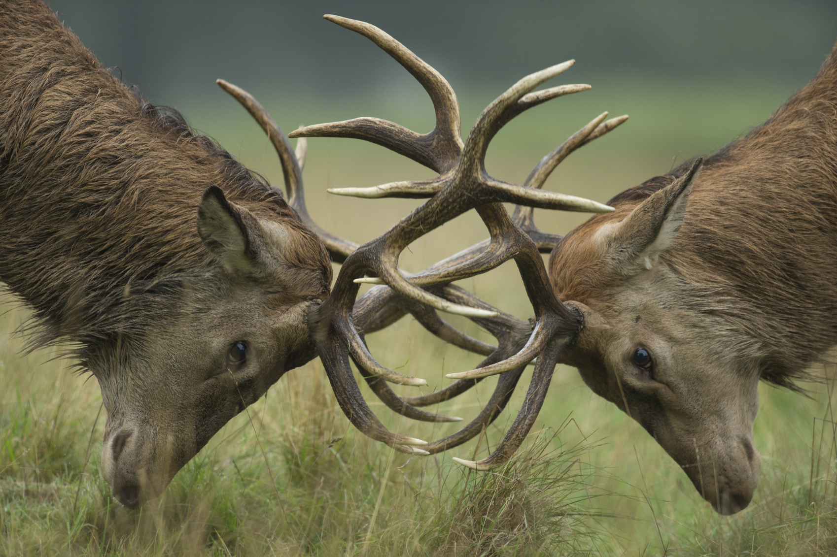 fighting deer