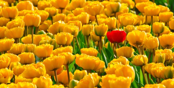pixabay_tulips-15155_1920