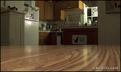 CAT-GIF-Fast-Cat-takes-his-treat-off-table-gimme-mine-mine-mine