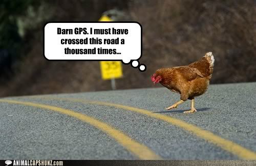 funny-animal-captions-darn-gps-i-must-have-crossed-this-road-a-thousand-times