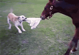 funny-dog-and-horse-game-tug-of-war