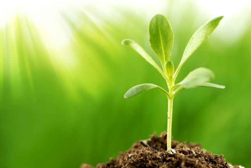 lead nurturing