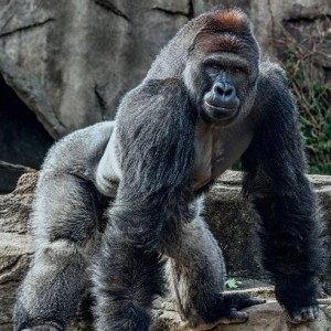 Harambe the Gorilla