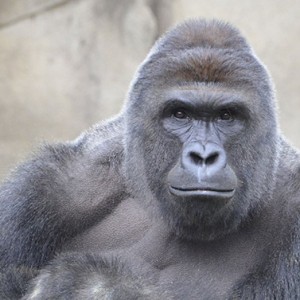 harambe_the_gorilla