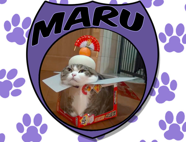 Maru master of boxes
