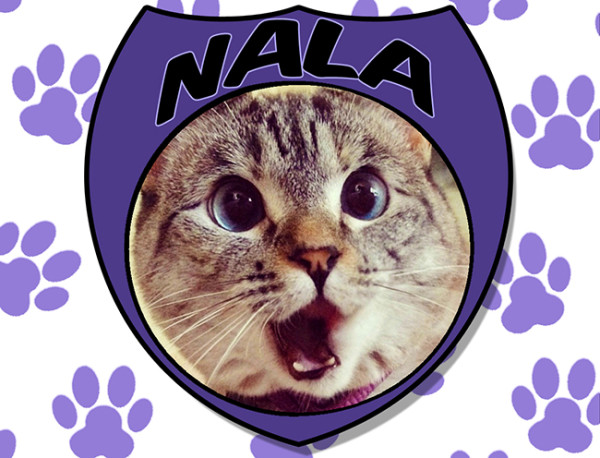 Nala the curious cat