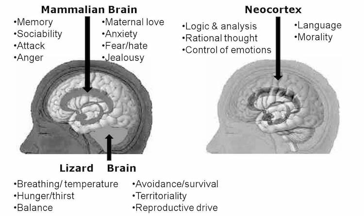 Brain evolution