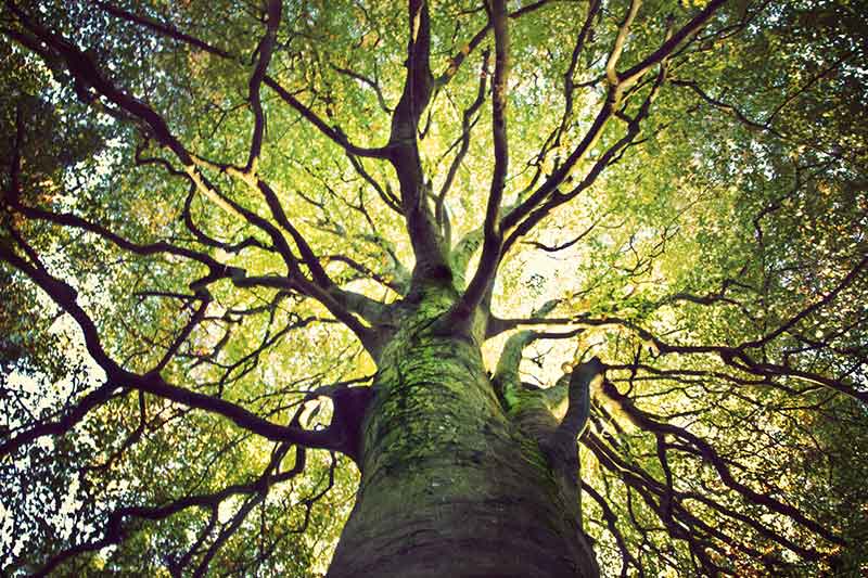 Deep Roots, Strong Branches- How to Find a Marketing Automation Platform That Grows With You