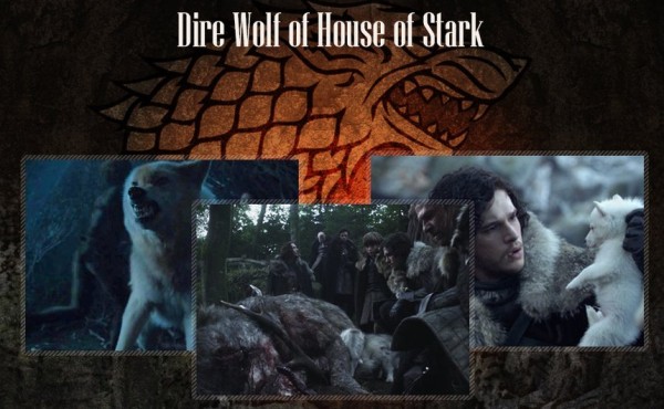 Dire-Wolf-of-House-Stark-Game-of-Thrones-image