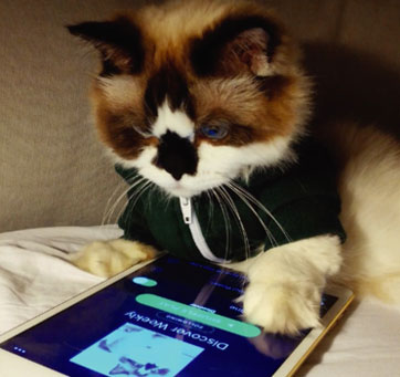6 Captivating Instagram Ad Campaigns