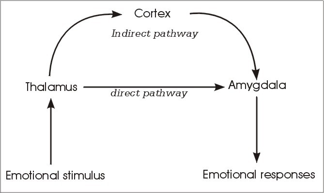 cortex