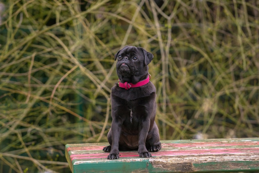 dog-1407602_1920