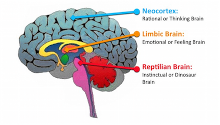 neocortex and limbic system