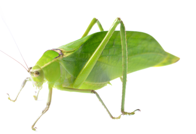 Hearing crickets on your blog?