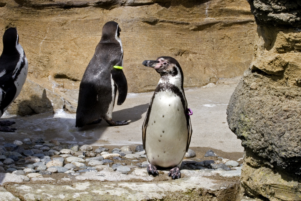 is-the-arrival-of-penguin-4-0-too-late-for-many-small-businesses