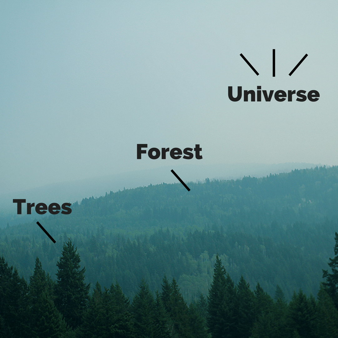 Trees Forest Universe - social media hiring