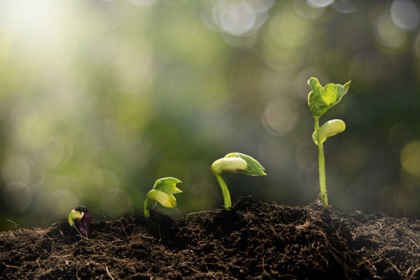 Young plant growing in the morning light and green bokeh background , new life growth ecology concept