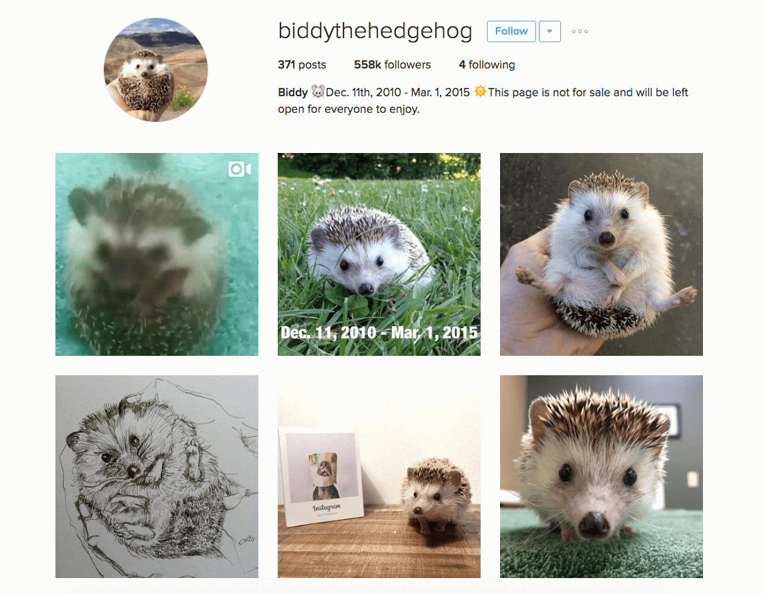 Celebrity Instagram pets 