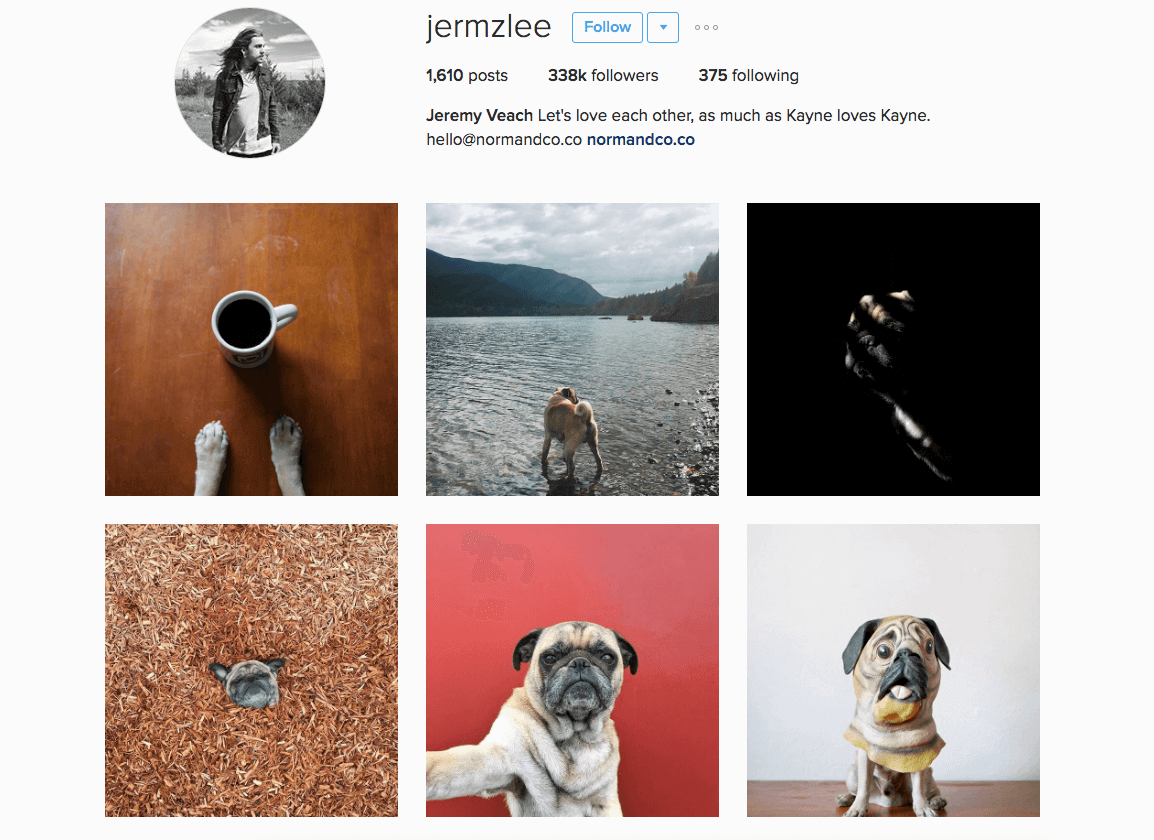 Celebrity Instagram pets 