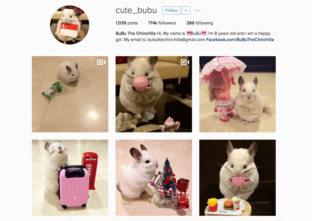 Celebrity Instagram pets 