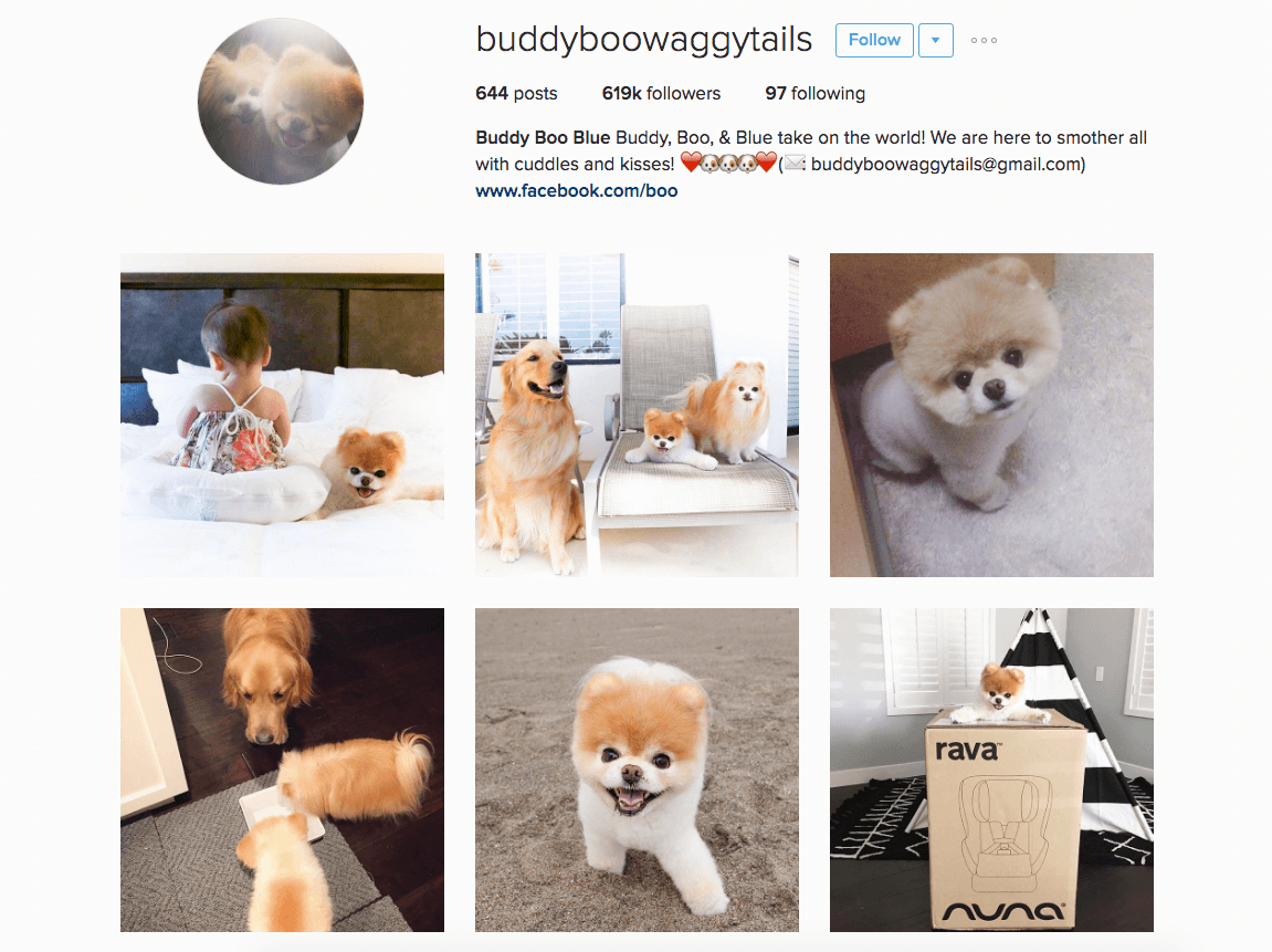 Celebrity Instagram pets 