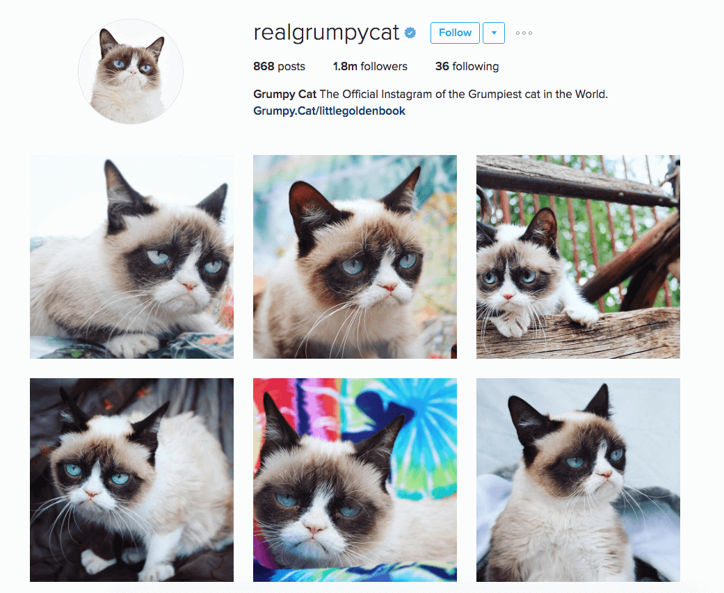Celebrity Instagram pets 