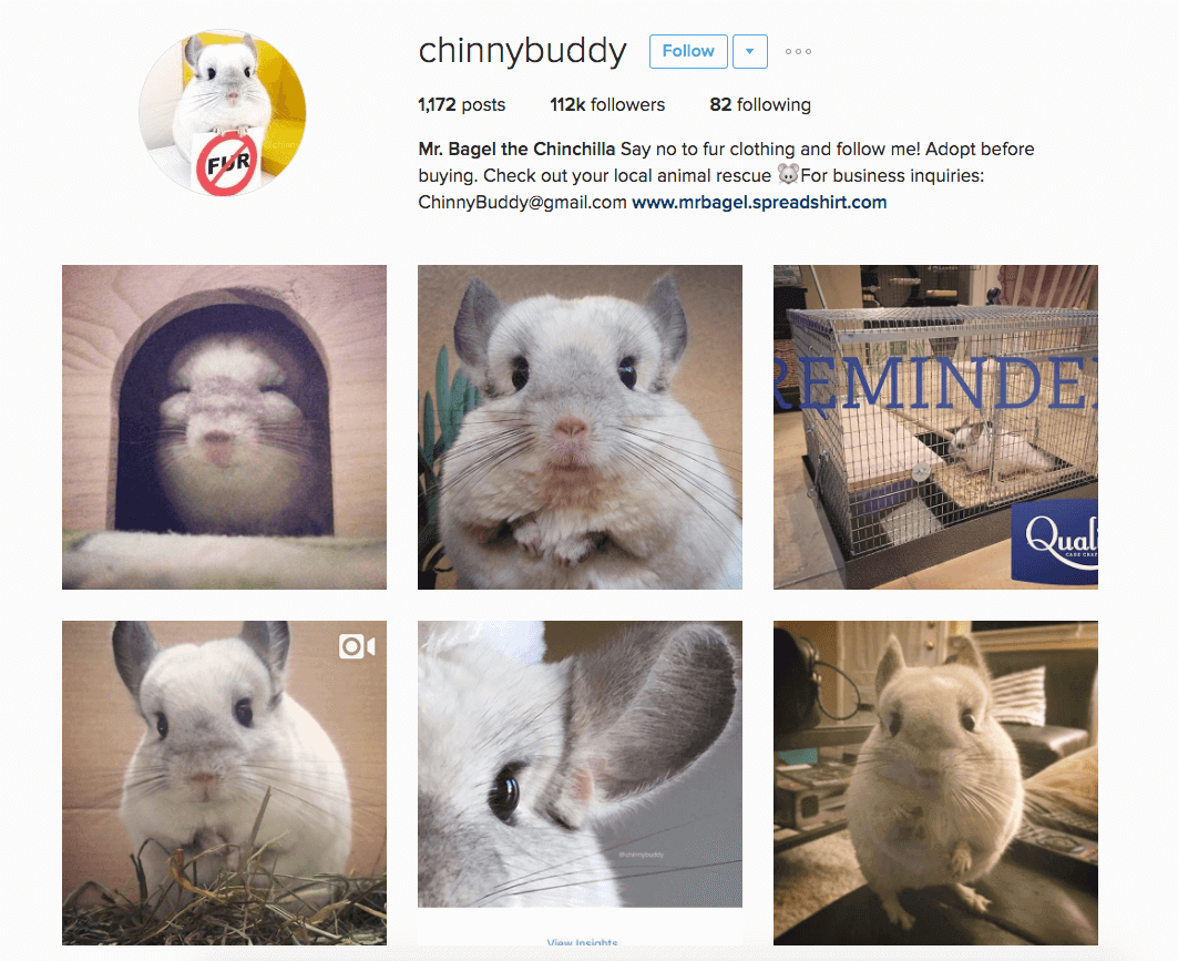 Celebrity Instagram pets 