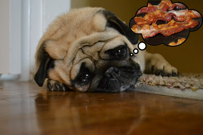 sad bacon dog