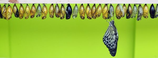 butterfly