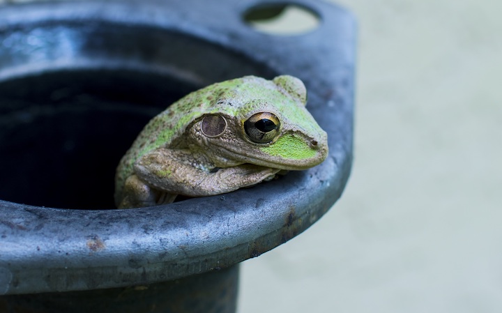 Green frog looking out of cast iron pot