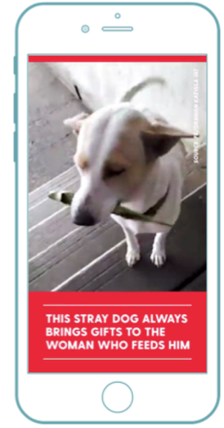 stray dog snapchat.png