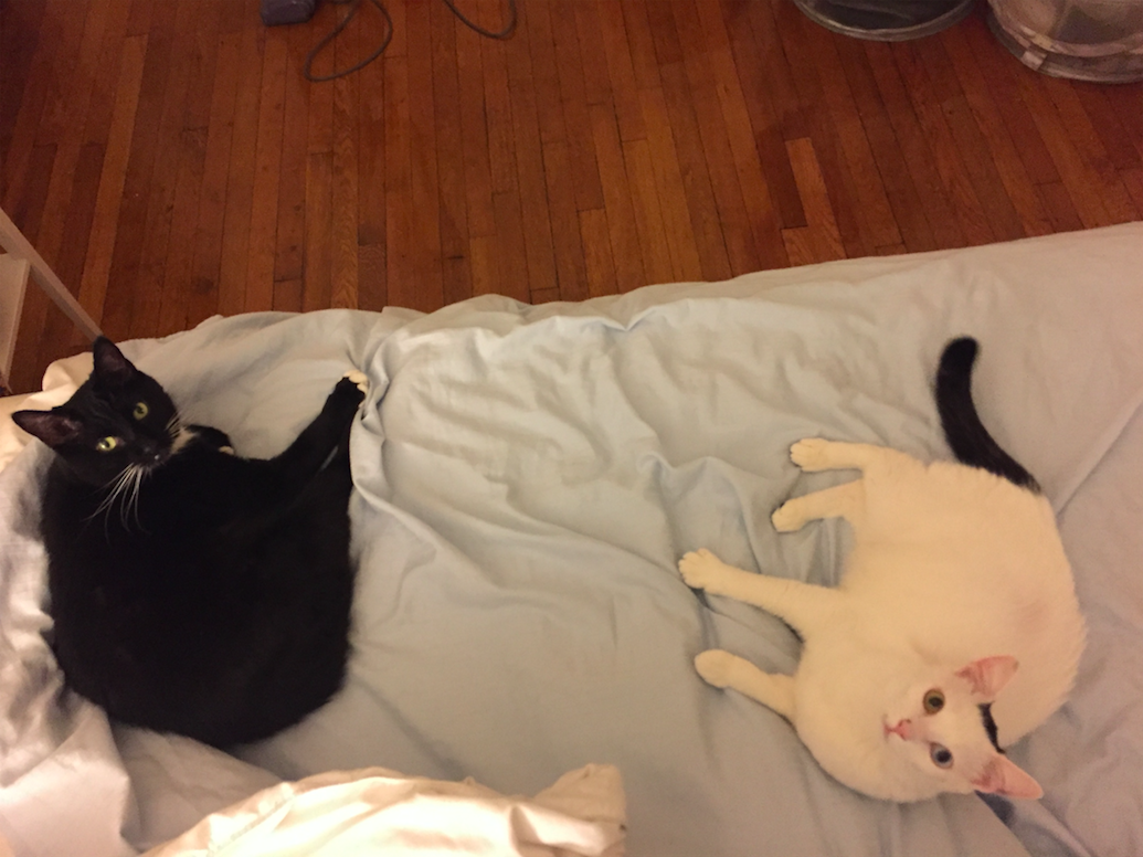 A black cat and a white cat in bed